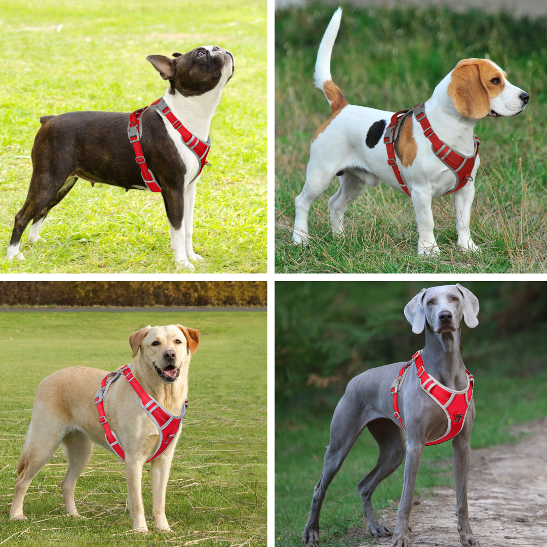 PECHERA CANINA CON PLACA PERSONALIZADA A LÁSER